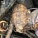 Image for article titled Man in Florida Discovers 'WWII Hand Grenade,' Drives It to Local Taco Bell